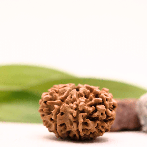 8 Mukhi Nepali Rudraksha - Collector