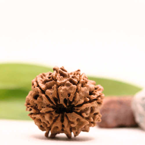8 Mukhi Nepali Rudraksha - Collector