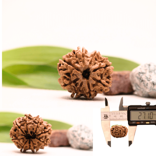 8 Mukhi Nepali Rudraksha - Collector