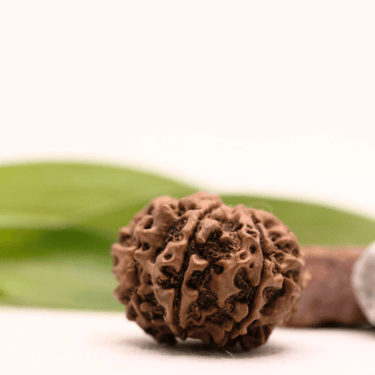 8 Mukhi Nepali Rudraksha - Collector