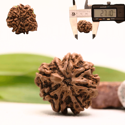 8 Mukhi Nepali Rudraksha - Collector