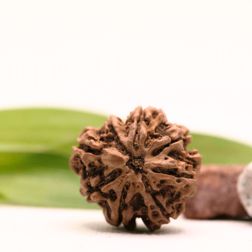 8 Mukhi Nepali Rudraksha - Collector