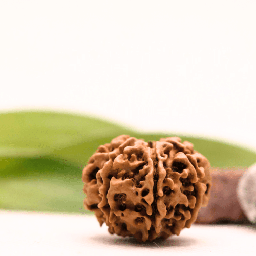 8 Mukhi Nepali Rudraksha - Collector
