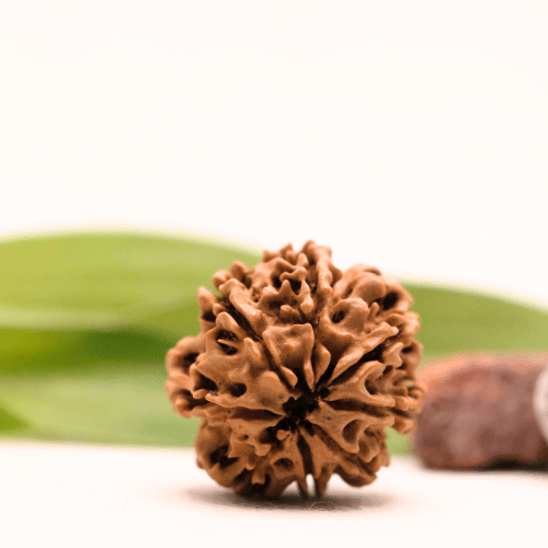 8 Mukhi Nepali Rudraksha - Collector