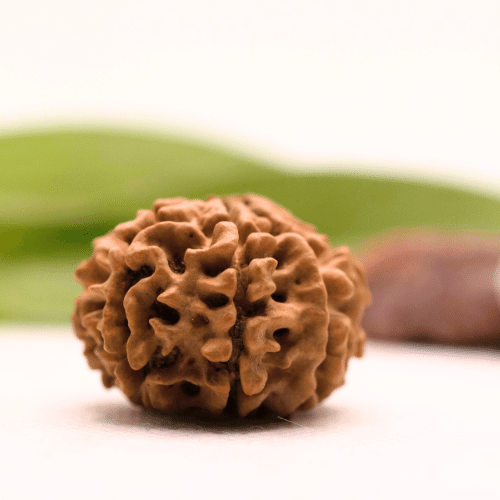 8 Mukhi Nepali Rudraksha - Collector