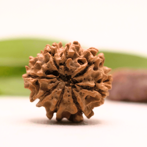 8 Mukhi Nepali Rudraksha - Collector