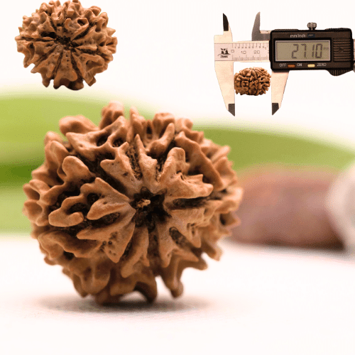 8 Mukhi Nepali Rudraksha - Collector