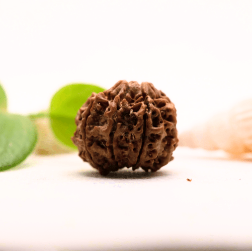 8 Mukhi Nepali Rudraksha