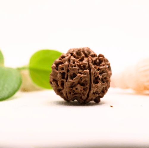 8 Mukhi Nepali Rudraksha - Large