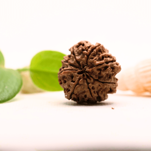 8 Mukhi Nepali Rudraksha - Large