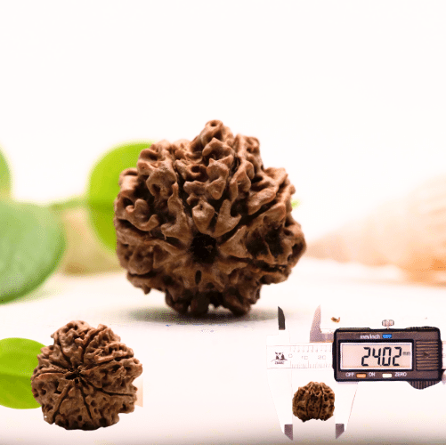 8 Mukhi Nepali Rudraksha - Large