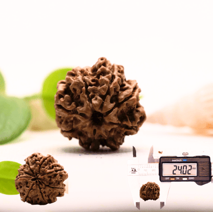 8 Mukhi Nepali Rudraksha - Large
