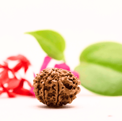 8 Mukhi Nepali Rudraksha