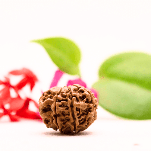 8 Mukhi Nepali Rudraksha