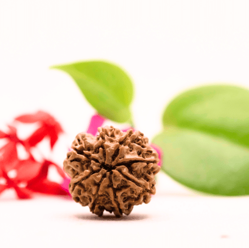 8 Mukhi Nepali Rudraksha