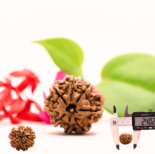 8 Mukhi Nepali Rudraksha - Large