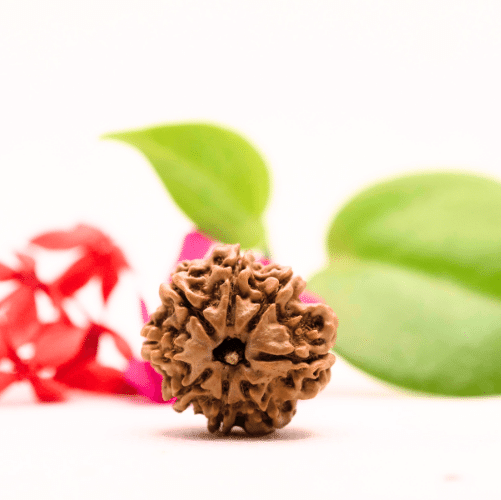8 Mukhi Nepali Rudraksha - Large
