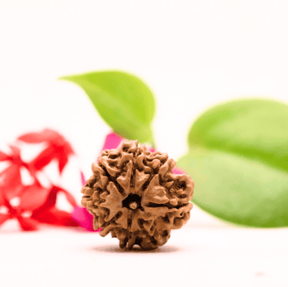 8 Mukhi Nepali Rudraksha - Large