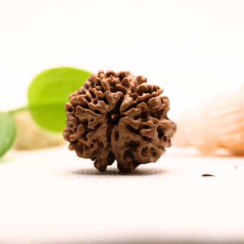 8 Mukhi Nepali Rudraksha