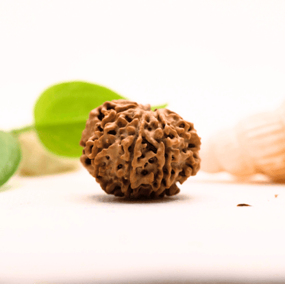 8 Mukhi Nepali Rudraksha