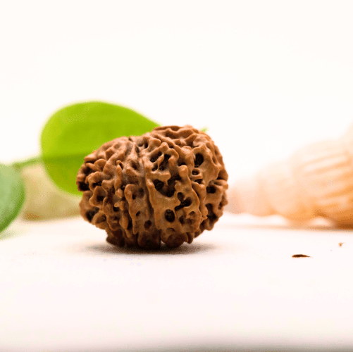 8 Mukhi Nepali Rudraksha