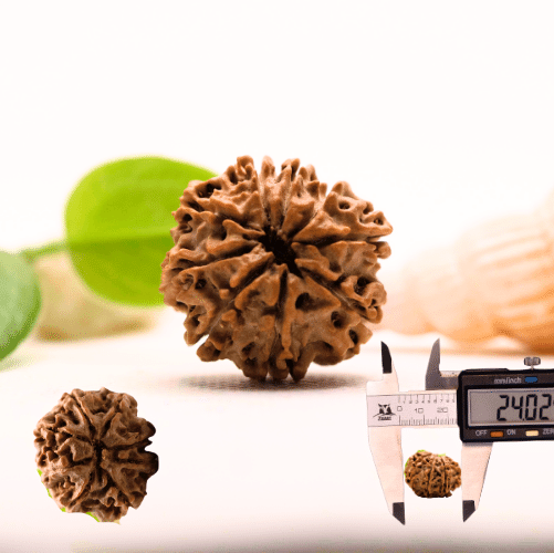 8 Mukhi Nepali Rudraksha - Large