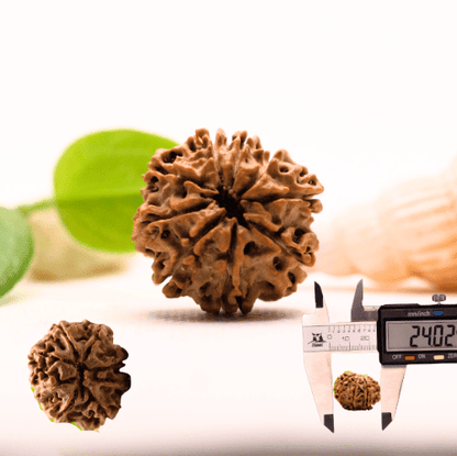 8 Mukhi Nepali Rudraksha - Large