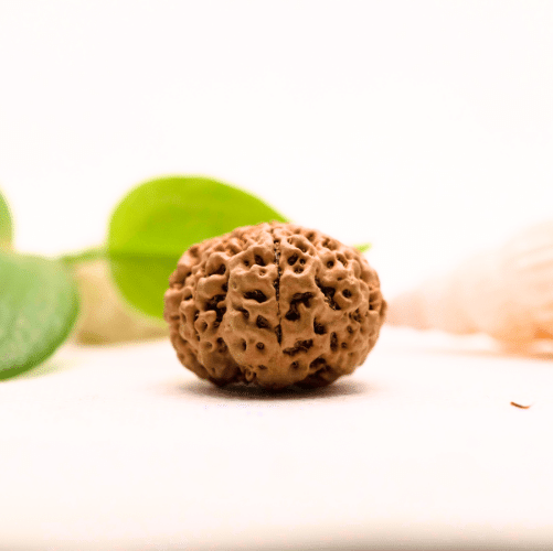 8 Mukhi Nepali Rudraksha - Large