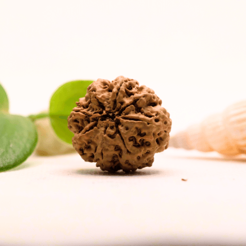 8 Mukhi Nepali Rudraksha - Large