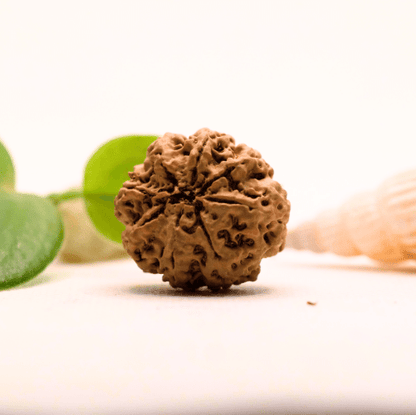 8 Mukhi Nepali Rudraksha - Large