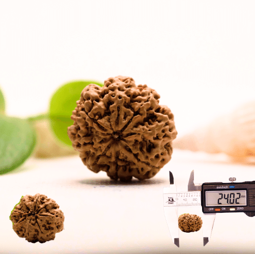 8 Mukhi Nepali Rudraksha - Large