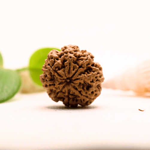 8 Mukhi Nepali Rudraksha - Large
