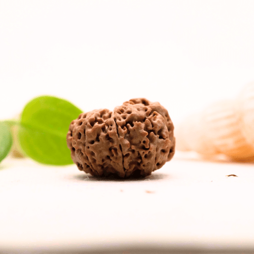 8 Mukhi Nepali Rudraksha