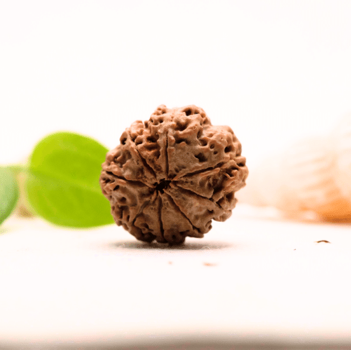 8 Mukhi Nepali Rudraksha - Large