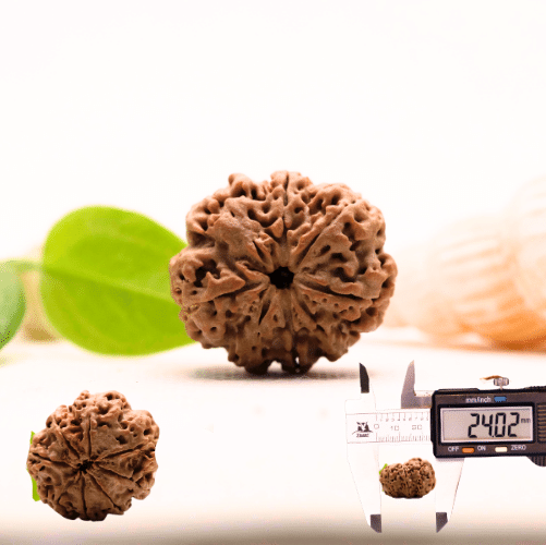 8 Mukhi Nepali Rudraksha - Large