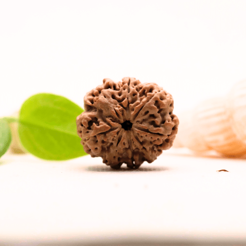 8 Mukhi Nepali Rudraksha - Large
