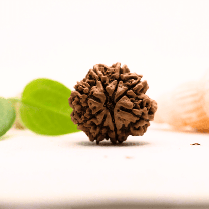 8 Mukhi Nepali Rudraksha - Large
