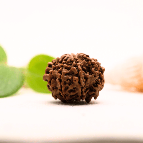 8 Mukhi Nepali Rudraksha - Large