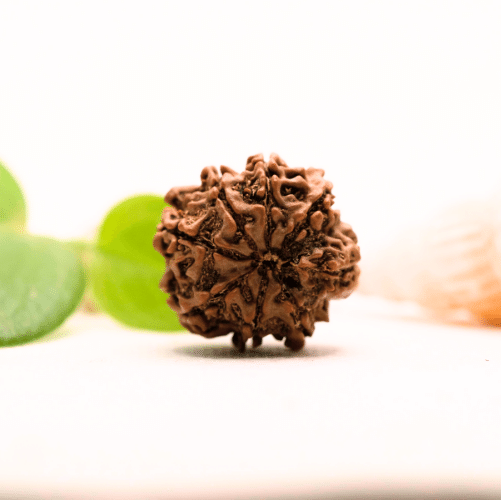 8 Mukhi Nepali Rudraksha - Large