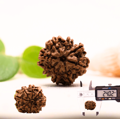 8 Mukhi Nepali Rudraksha - Large