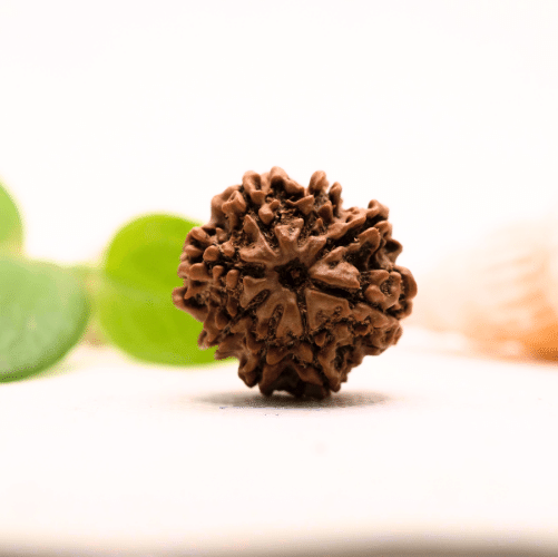 8 Mukhi Nepali Rudraksha - Large