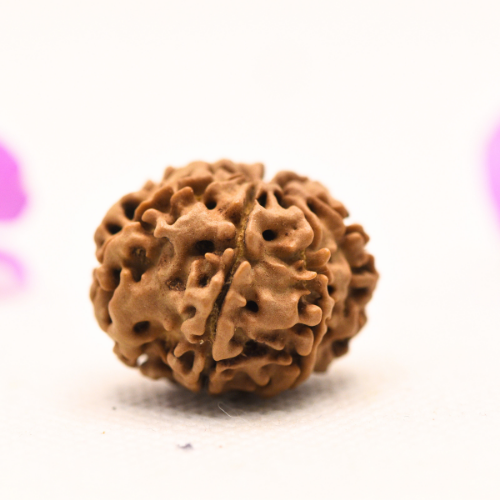 8 Mukhi Nepali Rudraksha - Large