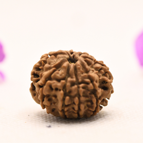 8 Mukhi Nepali Rudraksha - Large