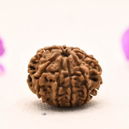8 Mukhi Nepali Rudraksha - Large