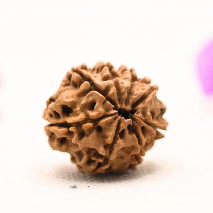 8 Mukhi Nepali Rudraksha - Large