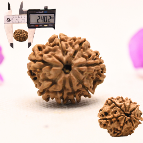 8 Mukhi Nepali Rudraksha - Large