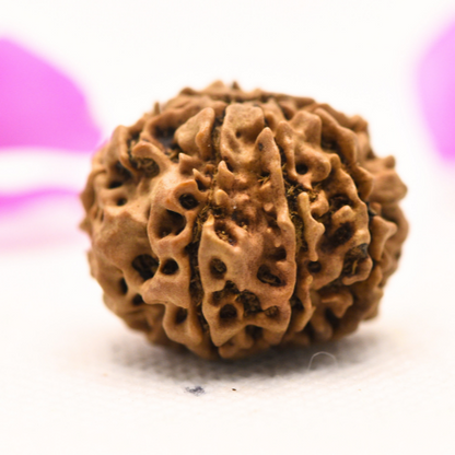 8 Mukhi Nepali Rudraksha - Large
