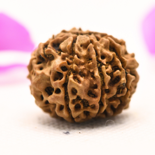 8 Mukhi Nepali Rudraksha - Large