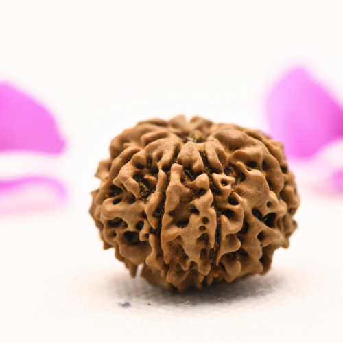 8 Mukhi Nepali Rudraksha - Large