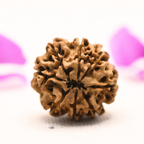 8 Mukhi Nepali Rudraksha - Large